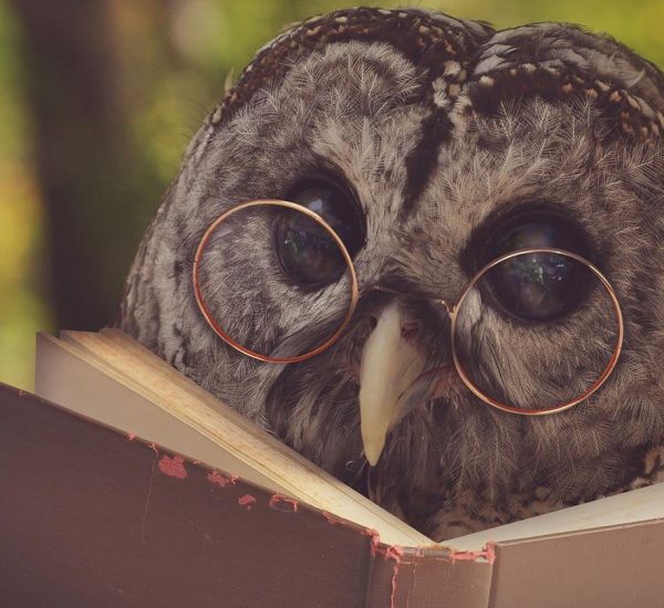 Curiosidades sobre as corujas, blog coruja feed