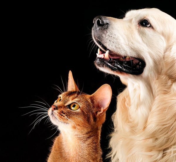 Os cães são mais inteligentes que os gatos