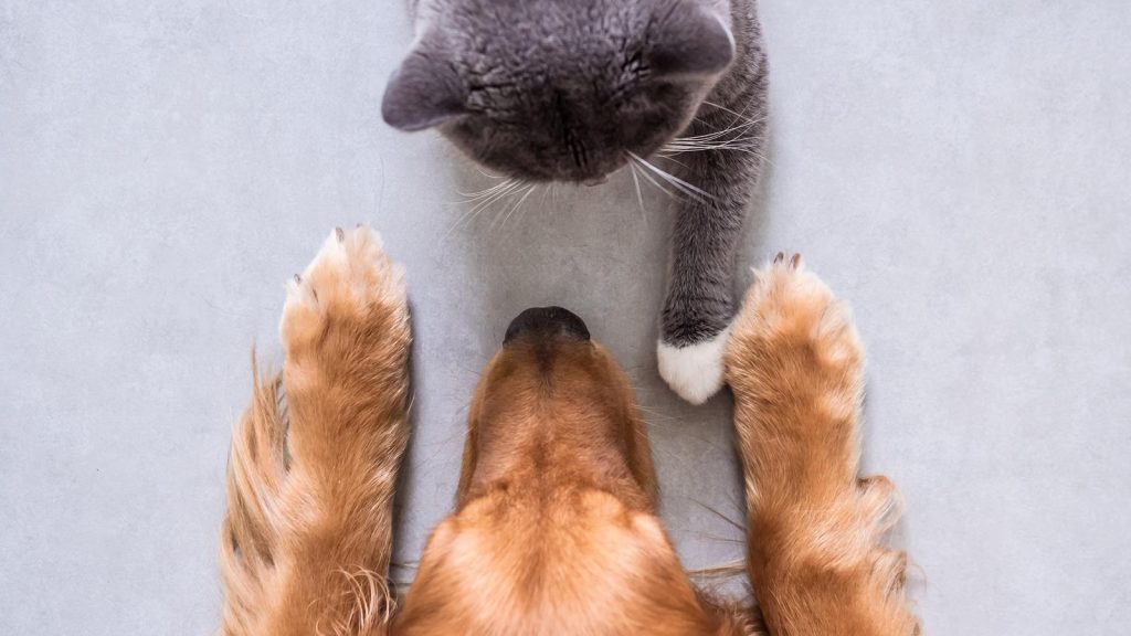 cães são mais inteligentes que os gatos